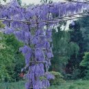 Kenny G - Spring Breeze 이미지