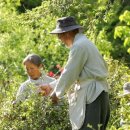 차 향기 이미지