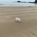 소나무캠핑 이미지