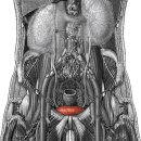 urinary bladder(방광) 이미지