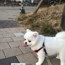 르블랑펫살롱 네이버블로그