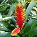 아나나스 이미지