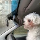 옥수수 동물병원 이미지