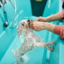 셀프 강아지 목욕탕 이미지