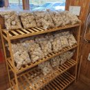 삼색보리샤브 이미지