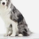 도그앤 도그 이미지