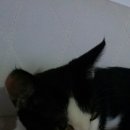 강아지랑 고양이 이미지