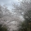 청려수련원 | 동탄 청려수련원 벚꽃 피크닉 후기 | 아이와 주말 나들이 추천