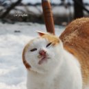 도리도리