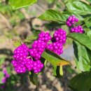 풀내음민박 이미지