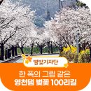 벚꽃100리길 활성 | 영천의 새로운 관광명소로 떠오른 '영천댐 벚꽃 100리길'을 소개합니다.