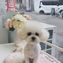 빠몽(PAWMONG) 이미지