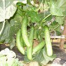 백신2리 이미지