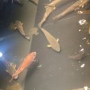 해적바다실내낚시터 이미지