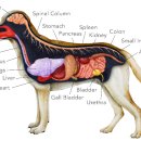 뉴월드동물병원 이미지