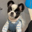 펫마인드