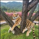 그담애 | [공지] 가을나들이 핑크뮬리 합천 신소양체육공원 카페 그담애 합천점