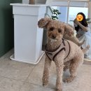 JUNTOS(훈또스) | 수원 곡반정동 브런치맛집 : 애견동반 가능한 [훈또스] Pet Food, Pet Drink, 멍푸치노