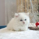 강아지와고양이아울렛 함양점, 낚시백화점 | 부산먼치킨분양 고양이를 많이 만나볼 수 있는 애묘샵