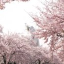 벚꽃 공중화장실 이미지