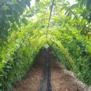 세곡농장 이미지