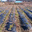 복평농장 이미지