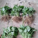 일월우체국 이미지