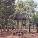 동산흑염소 | 푸꾸옥 원데이 북부 사파리 &amp; 빈원더스 투어. with. 친정엄마랑 아이랑