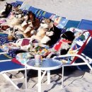 개팔자 상팔자 이미지