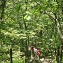 소백산 - 금천구 시흥대로58길 13 | "소백산철쭉제 후기,5월 말 방문했더니 철쭉은 거의 끝물"