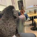 두젠틀(DOGENTLE) 이미지