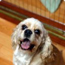 절세미견 이미지