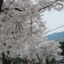 벚꽃마을경로당 이미지