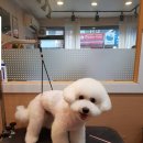 강아지song 이미지