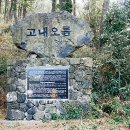 솔향이 진한 이미지