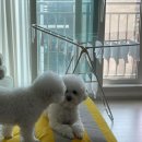 아기사랑 | [출산준비] 삼성 아기사랑 세탁기, 구매후기&amp;사용방법&amp;사용후기