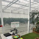 수원-1267 | 25개월 수원 화성근교 딸기체험농장 하늘의별딸기 🍓