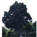 단목(檀木)-박달나무의 허구 이미지