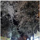 TSB-TV 동학사 벚꽃축제와 함께-트로트25 가요콘서트 방송녹화-4월8일 이미지