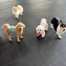 다우리유치원 | 사회성, 놀이, 케어까지! 창원 애견유치원 멍데이 솔직 후기