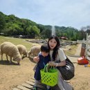 홍천목장 | 아이랑 가기 좋았던 강원도 홍천 하양목장 후기 🐑🤍