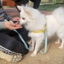 버대길 | 잔디 인조잔디가 있는 야외대형애견운동장 / 애견훈련사 상주하시는 애견호텔, 애견유치원, 애견훈련 후기