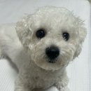 서울남양주 동물약국 이미지