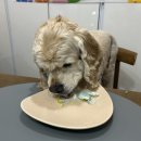 치치까까 이미지