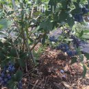 초천3리 이미지