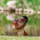 율하체육공원 생태연못 이미지