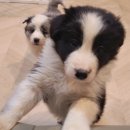 폼스하우스 이미지