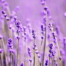 라벤더 이미지