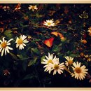 들꽃연가 이미지