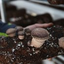 산아래농장 이미지